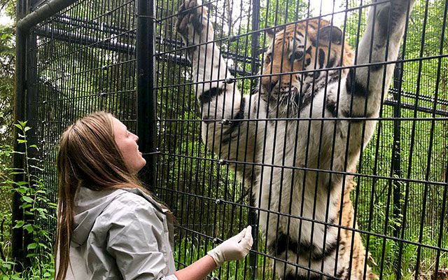 Wills serves as summer intern at Alaska zoo